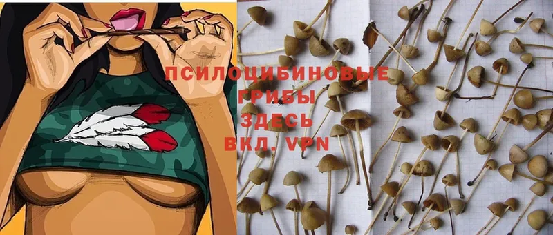 Галлюциногенные грибы MAGIC MUSHROOMS  закладки  Купино 